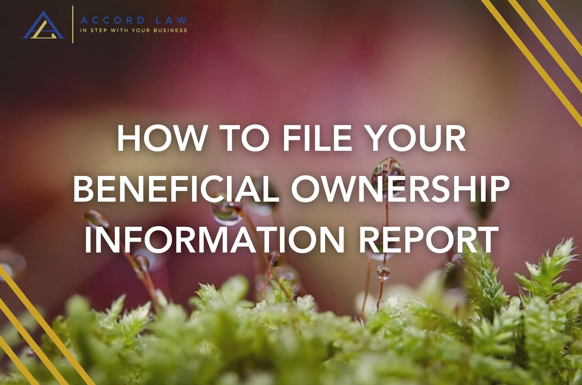 HOW TO FILE YOUR BENEFICIAL OWNERSHIP INFORMATION REPORT